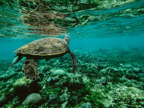 how plastic is impacting our oceans